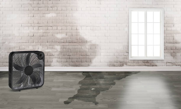 Best Water damage restoration specialists  in Georgiana, AL